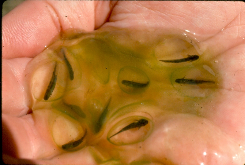 Larvae ready to hatch. Larvae ready to hatch. Credit: Ed Thompson